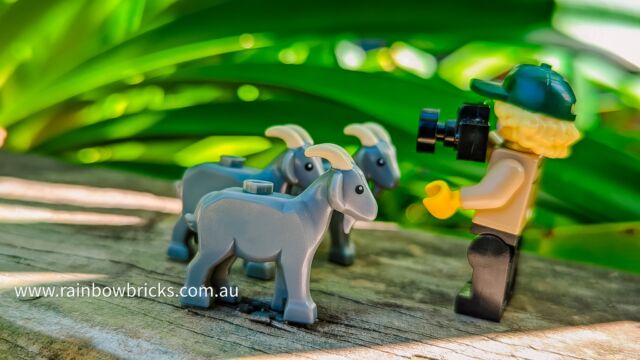 Minifigure Scale Goat: his little beauty is perfect for adding some farmyard fun to your #LEGO creations.
Will you be adding this cute critter to your collection? Let us know in the comments!

#RebuildtheWorld 🤩🌈

Follow @rainbowbrickslug for more @LEGO
@legocertified_anz content

#rainbowbricks #LEGOminifigs #LEGOminifigures #LEGOphoto #LEGOphotography #LEGOfan #toyphotography #LEGOinstagram #stuckinplastic #LEGOstagram #brickcentral #LEGOgram #LEGOmania #afol #bricksinfocus #LEGOfans #afolcommunity #LEGOcommunity #LEGOTalkandSort #TuesdayNightLEGO #MOC #LEGOMOC #LEGOLiveStream #LEGOChat  #LEGOgoat #newrelease #greygoat #goat